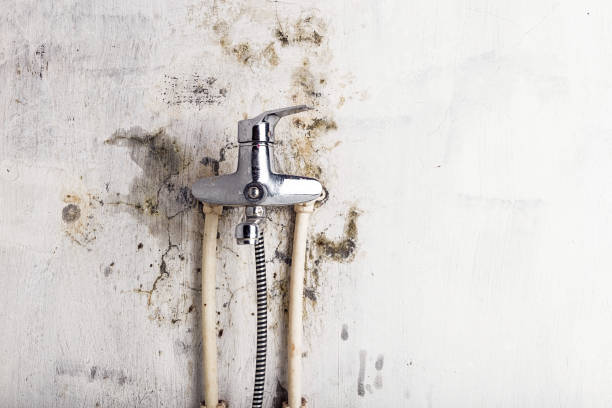 Best Black Mold Removal  in Decatur, IL