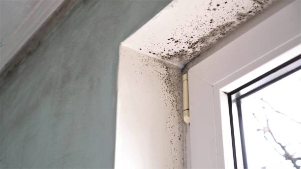 Best Office Mold Removal Services  in Decatur, IL
