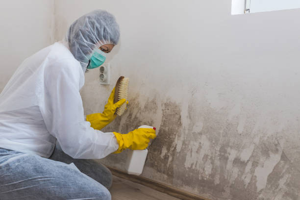 Certified Mold Removal in Decatur, IL