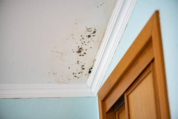 Best Attic Mold Removal  in Decatur, IL