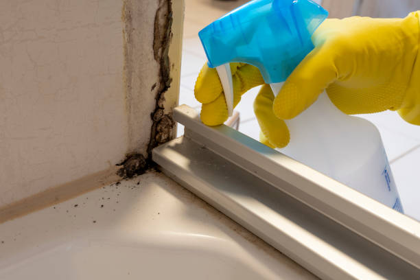 Home Mold Removal in Decatur, IL