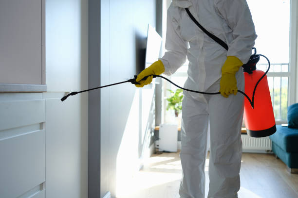 Best Mold Damage Repair  in Decatur, IL