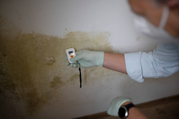 Best Mold Removal Specialists  in Decatur, IL
