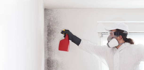 Best Fast Mold Removal  in Decatur, IL