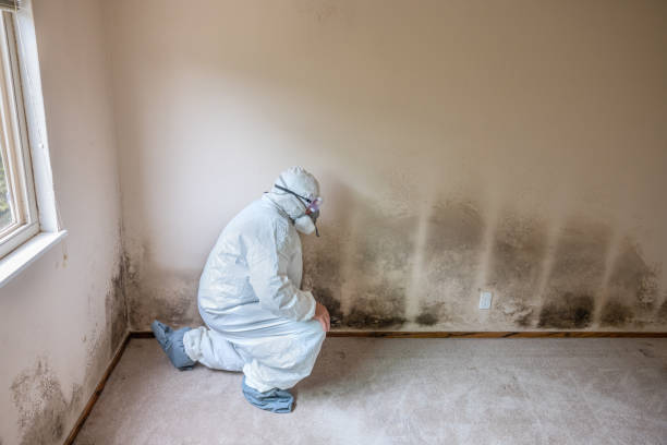 Crawl Space Mold Removal in Decatur, IL