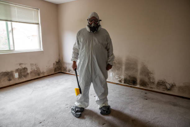 Best Toxic Mold Removal  in Decatur, IL